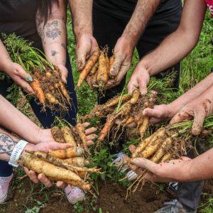 1. Bauhinia (créditos a André Bueno)
