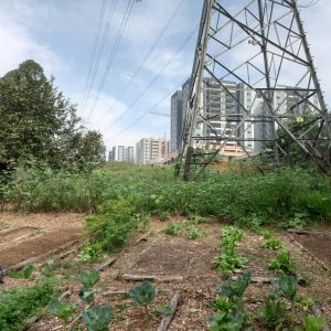 Horta Urbana Madalena